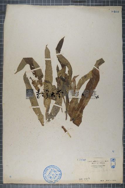 粗葉榕藏品圖，第1張