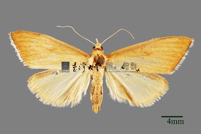 螟蛾藏品圖，第1張