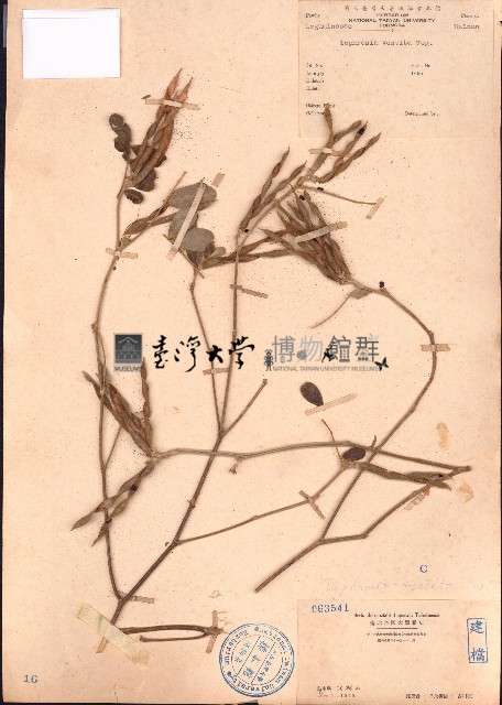 黄灰毛豆、黄毛灰葉藏品圖，第1張