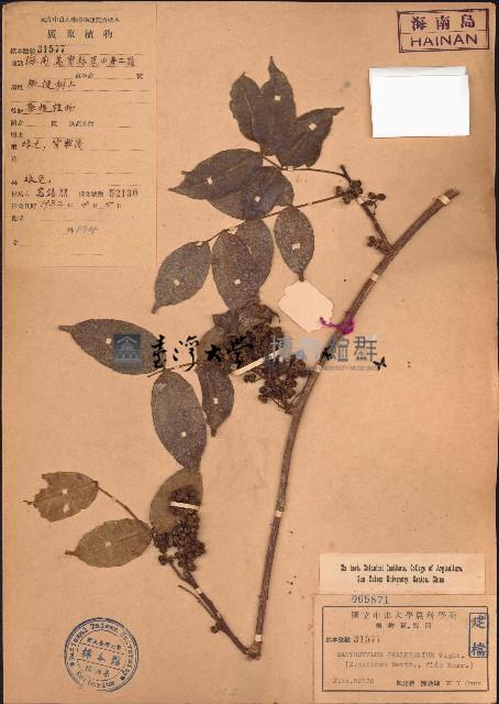 異葉花椒藏品圖，第1張