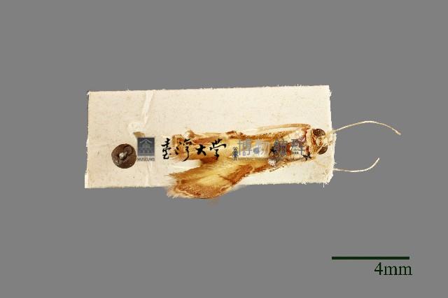 螟蛾藏品圖，第1張