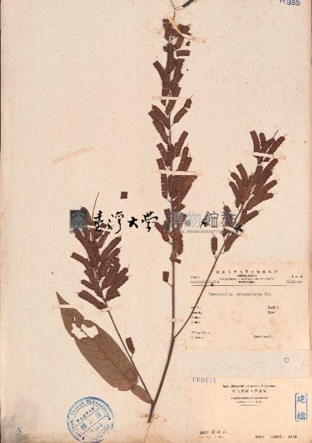 葫蘆茶藏品圖，第1張