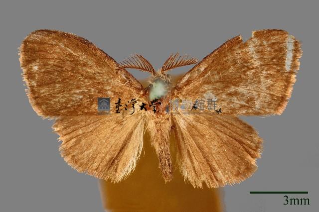 白腳小避債蛾藏品圖，第1張