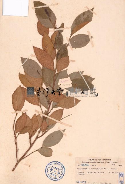 雙果桑藏品圖，第1張