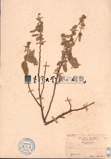 草梧桐藏品圖，第1張