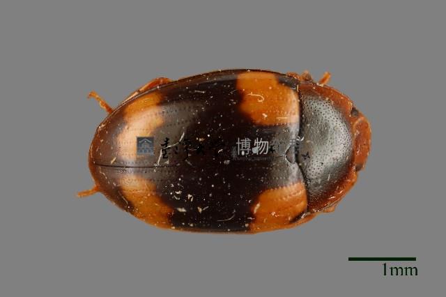 花甲藏品圖，第1張