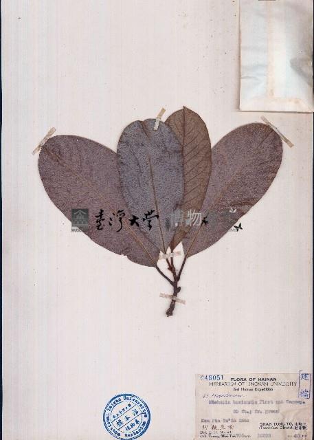 苦梓含笑、春花苦梓藏品圖，第1張