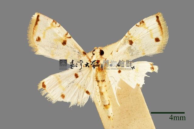 螟蛾藏品圖，第1張
