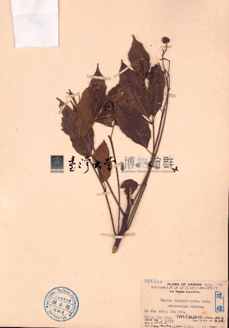 鷓鴣花、小果鷓鴣花藏品圖，第1張