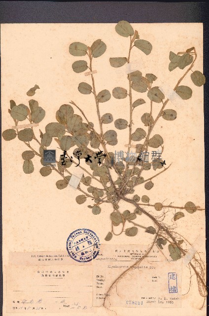 鏈莢豆藏品圖，第1張