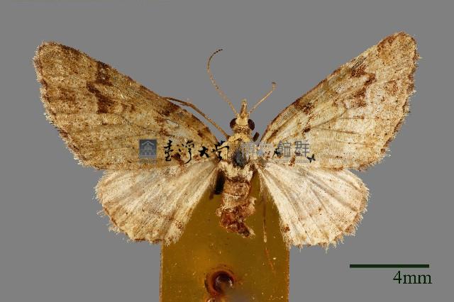 尺蛾藏品圖，第1張