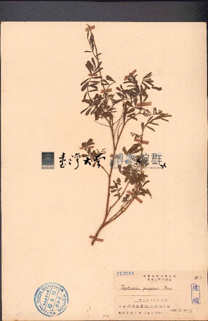 灰毛豆藏品圖，第1張