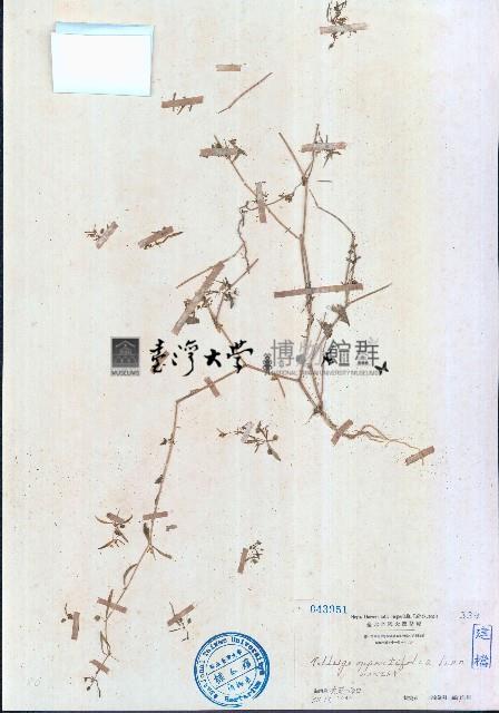 長梗星栗草、簇花粟米草藏品圖，第1張