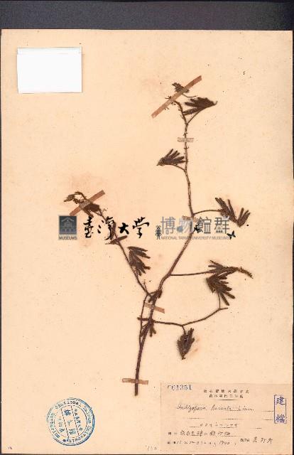 毛木藍藏品圖，第1張