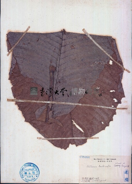 大花第倫桃藏品圖，第1張