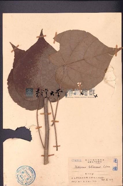 黃槿藏品圖，第1張