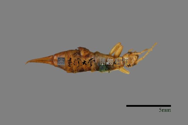 玉山唇螋藏品圖，第1張