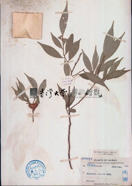 尾葉山茶藏品圖，第1張