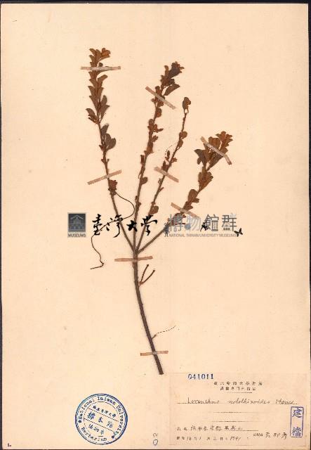 小葉梨果寄生、藍木桑寄生藏品圖，第1張