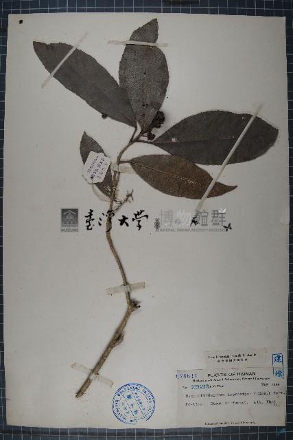 本勒木藏品圖，第1張