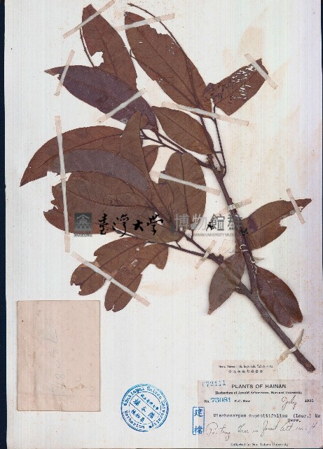 褐葉柄果木藏品圖，第1張