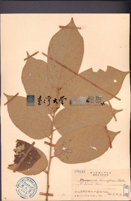 異葉翅子木藏品圖，第1張