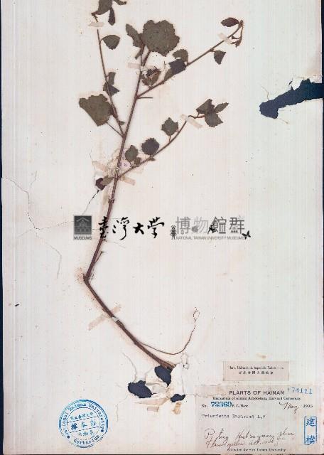 垂桉草藏品圖，第1張