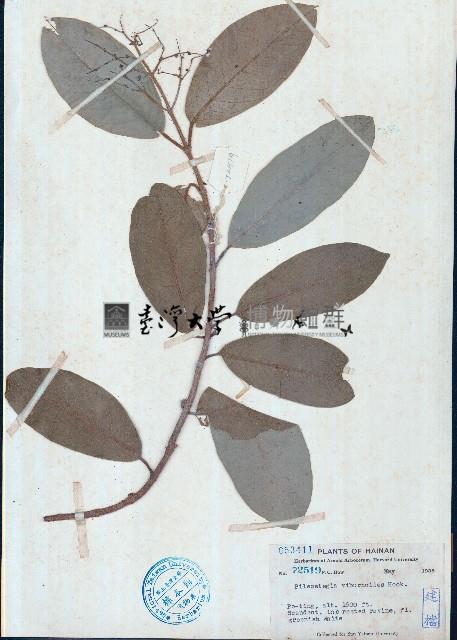 青棉花藏品圖，第1張