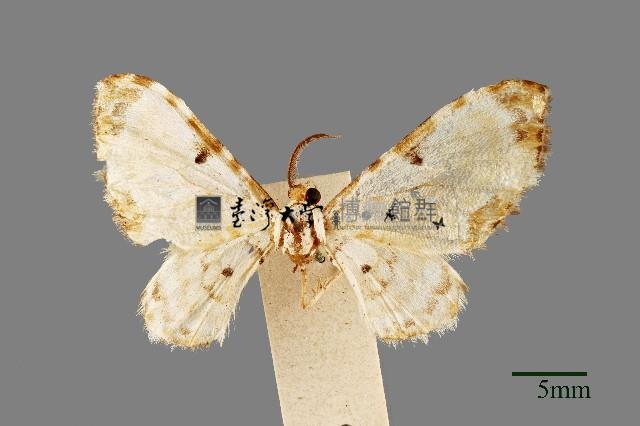 尺蛾藏品圖，第1張