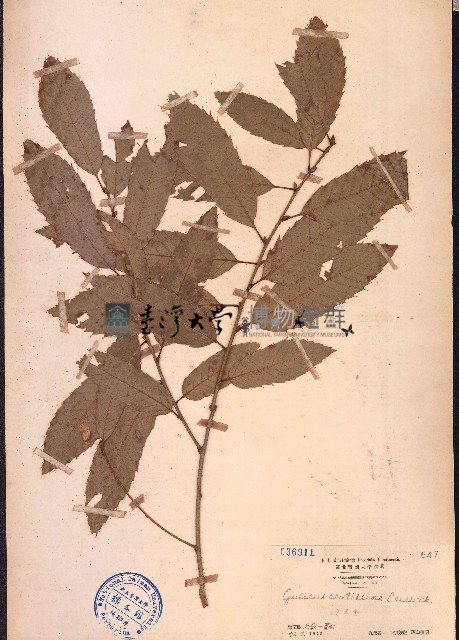 麻櫟藏品圖，第1張