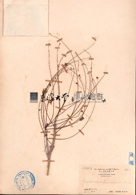 海南葉下珠藏品圖，第1張