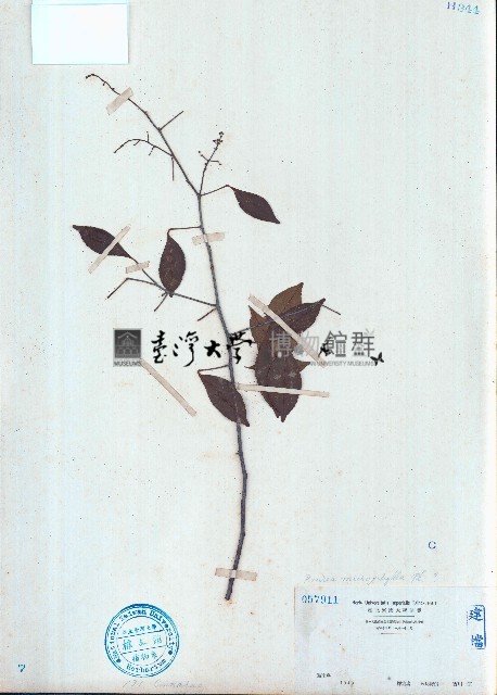 小葉紅葉藤藏品圖，第1張