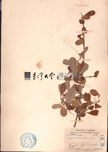 刺裸實、北仲藏品圖，第1張