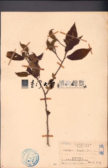 雁婆麻藏品圖，第1張