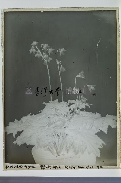 玻璃底片_假報春(Cortusa matthioli ssp. pekinensis var. sachalinensis)藏品圖，第1張