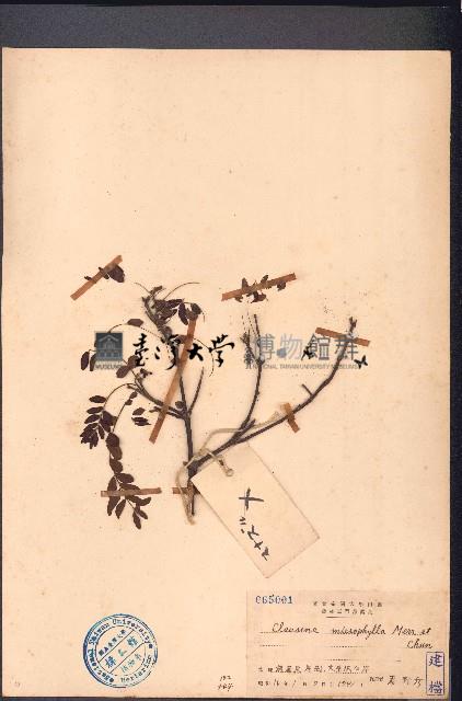 小葉九里香藏品圖，第1張