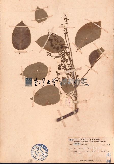 水黃皮藏品圖，第1張