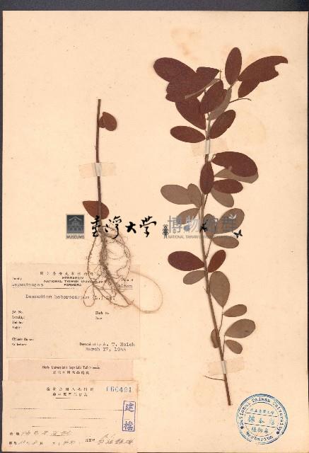 假地豆藏品圖，第1張