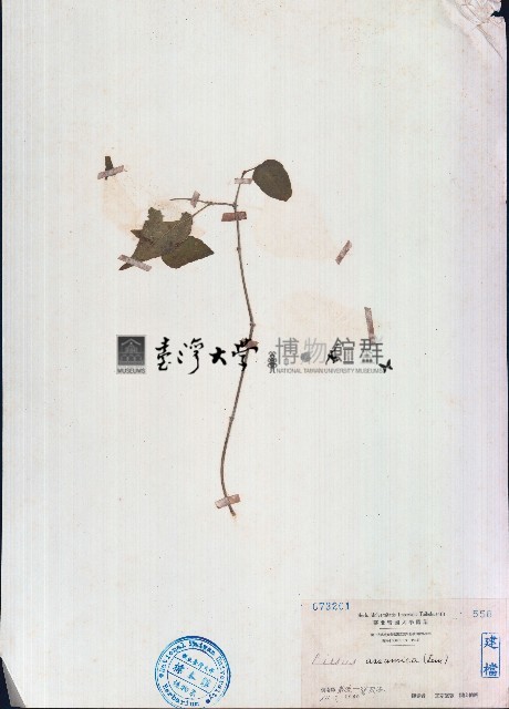 毛葉白粉藤、苦郎藤藏品圖，第1張