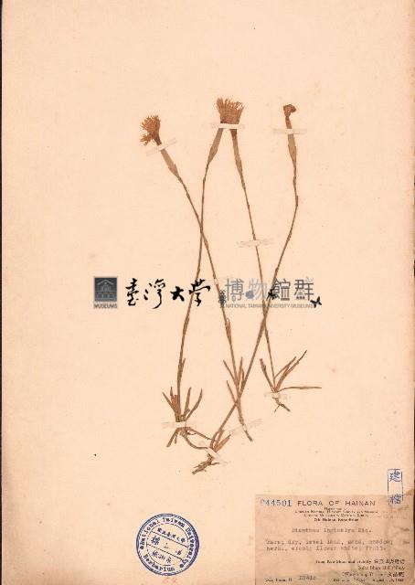 長萼石竹、長萼瞿麥藏品圖，第1張