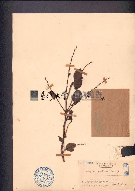 黑面神、鍋蓋木藏品圖，第1張