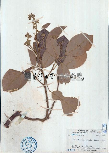 長臍紅豆藏品圖，第1張