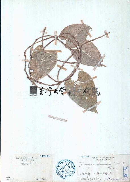 中華青牛膽、寬筋藤藏品圖，第1張