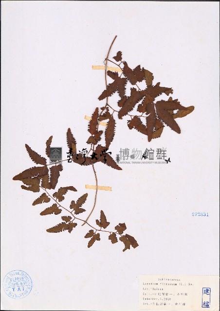 曲軸海金沙藏品圖，第1張