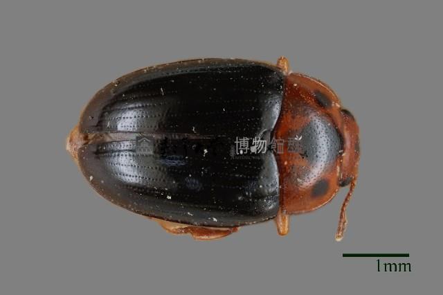 大蕈蟲藏品圖，第1張