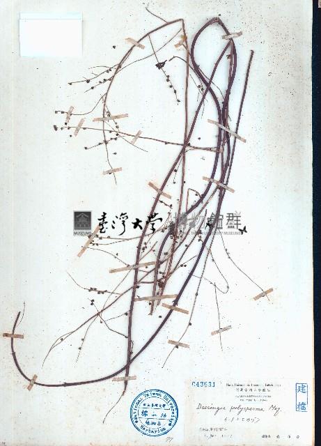 多子漿果莧藏品圖，第1張