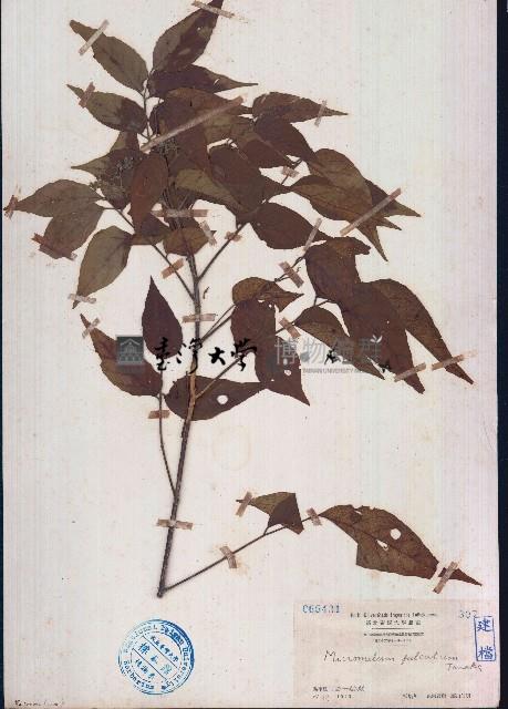 大管、白木藏品圖，第1張