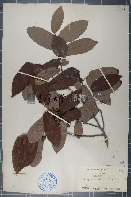 皂帽花藏品圖，第1張