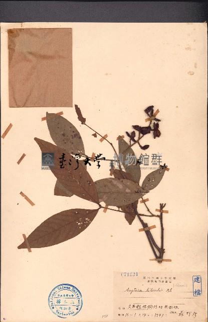 濱木患藏品圖，第1張