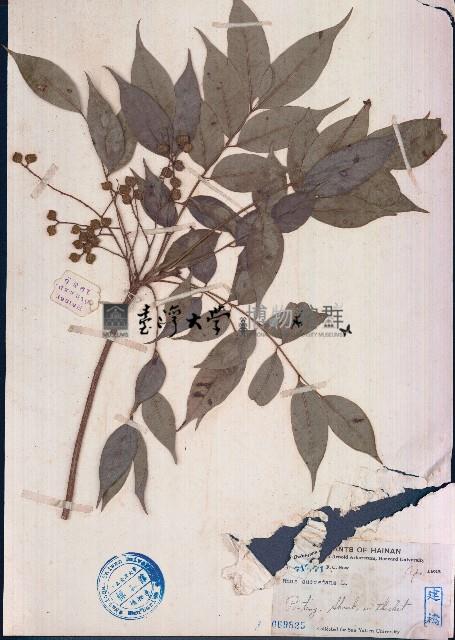 山漆藏品圖，第1張